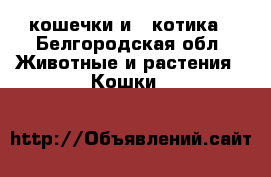 2 кошечки и 2 котика - Белгородская обл. Животные и растения » Кошки   